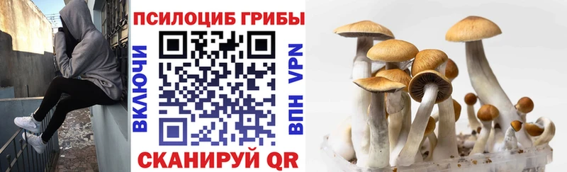 Купить закладки  Пенза  Галлюциногенные грибы Psilocybe 